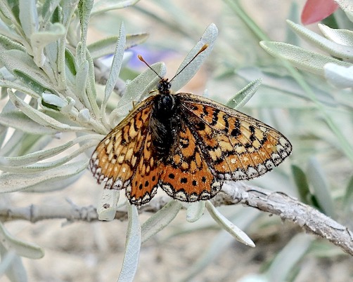 Spanish fritillary